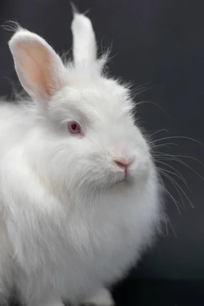 Siyah Arka Planı Olan Beyaz Bir Tavşanın Dikey Yakın Çekimi — Stok fotoğraf