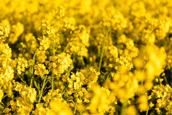 Bel Colpo Clsoeup Fiori Colza Fiore Campo — Foto Stock