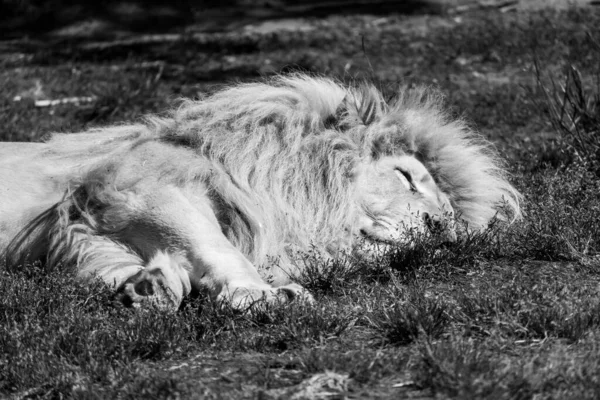 Een Grijswaarden Opname Van Een Leeuw Liggend Het Gras Een — Stockfoto