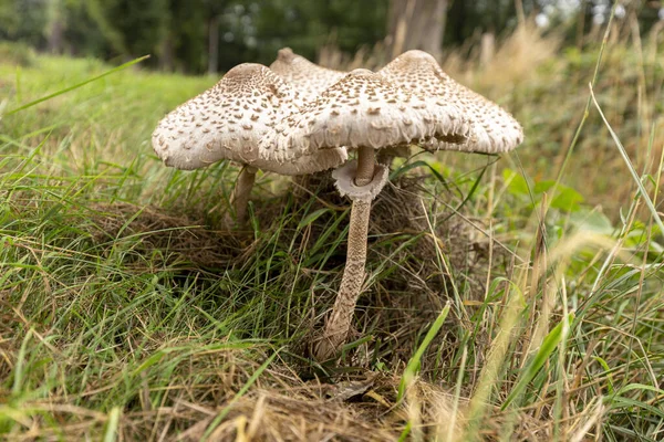 Mature flat caps and stipe with double ring collar of the edible Macrolepiota procera or Large Parasol Mushroom