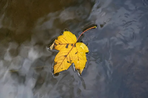 흐르는 위에서 단풍잎을 — 스톡 사진