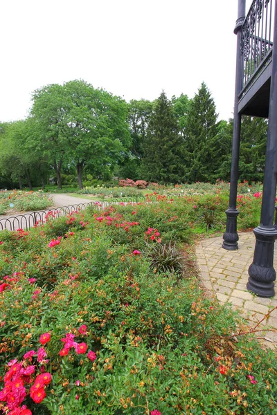 Vertical Shot Park Blooming Bright Flowers — Stock Photo, Image