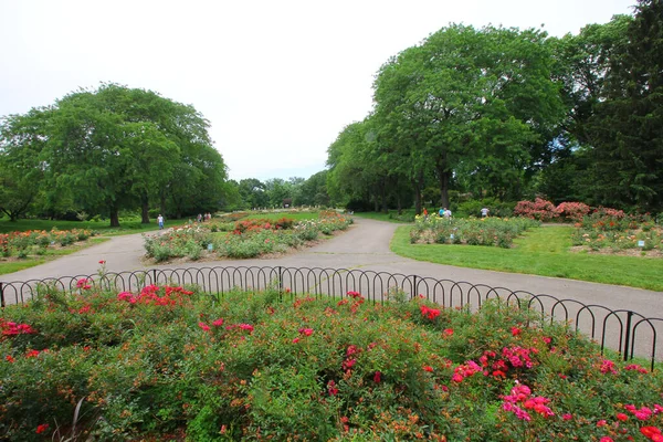 Columbus Estados Unidos Agosto 2017 Parque Las Rosas Columbus Ohio — Foto de Stock