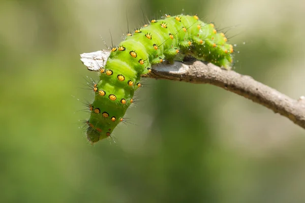 Detailní Záběr Housenky Saturnia Pavonia Větvi Stromu Rozmazaným Pozadím — Stock fotografie