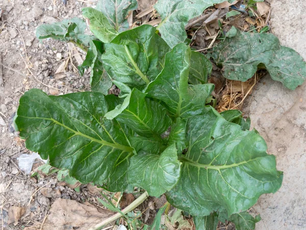 Kurak Bir Ortamda Büyüyen Bir Nicotiana Bitkisinin Üst Görüntüsü — Stok fotoğraf