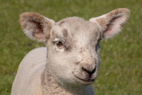 Ein Nahaufnahme Porträt Eines Kleinen Süßen Lammes Mit Einem Smiley — Stockfoto