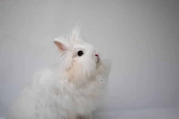 Primer Plano Aislado Conejo Blanco Esponjoso —  Fotos de Stock