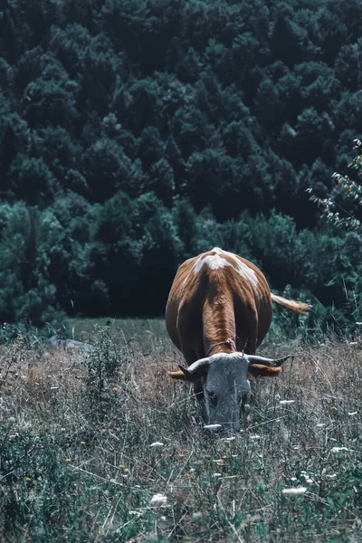Una Toma Vertical Una Vaca Comiendo Una Hierba Campo —  Fotos de Stock