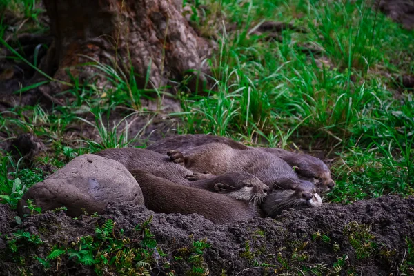 Sebuah Closeup Lucu Bayi Berang Berang Tidur Kebun Binatang — Stok Foto