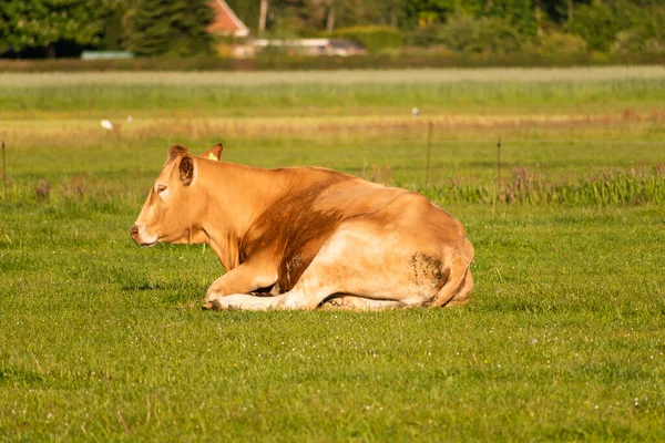Μια Χαριτωμένη Καφέ Αγελάδα Ξαπλωμένη Στο Χορταριασμένο Χωράφι Στο Λιβάδι — Φωτογραφία Αρχείου