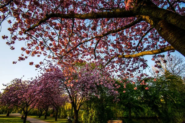 Gün Batımında Almanya Emden Bir Parkta Mor Çiçeklerle Açan Ağaçlar — Stok fotoğraf