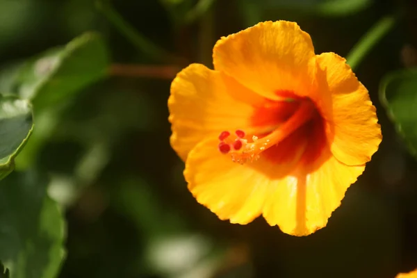 Primer Plano Una Flor Hibisco Amarillo Jardín Bajo Los Rayos — Foto de Stock