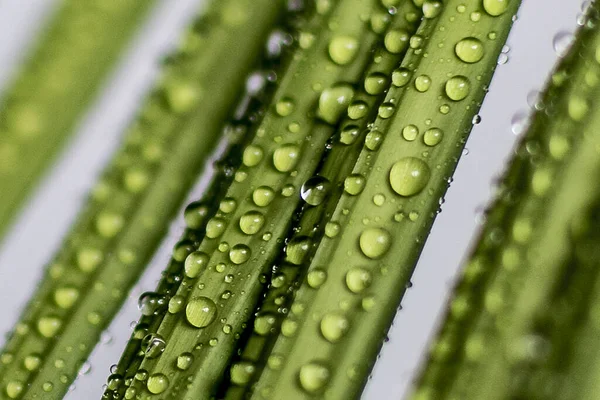 Gros Plan Feuilles Avec Des Gouttes Eau Dessus — Photo