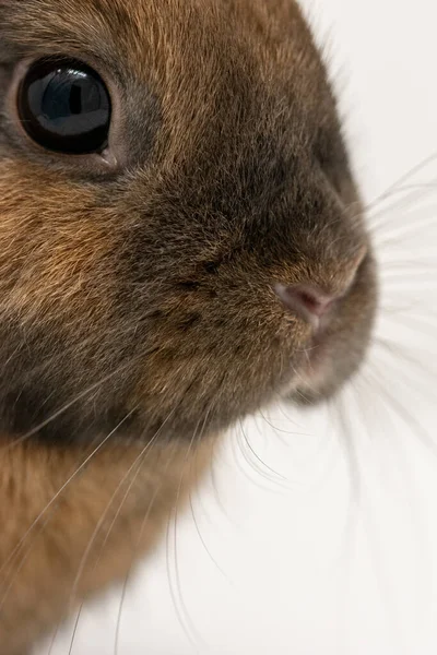 Gros Plan Œil Mignon Petit Lapin Brun — Photo