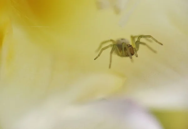 Plan Macro Une Araignée Sur Fond Abstrait — Photo