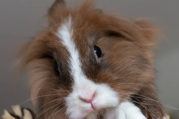 Closeup Brown Bunny Grey Background — Stock Photo, Image