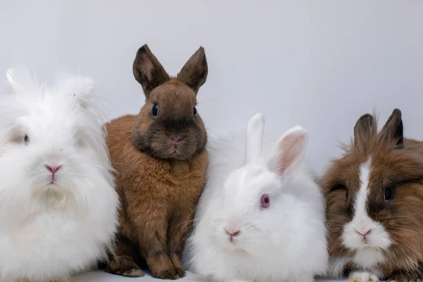 Birbirine Çok Yakın Oturan Sevimli Bir Grup Evcil Tavşan — Stok fotoğraf