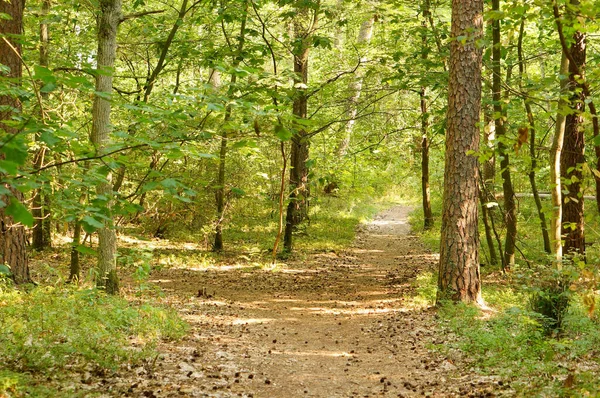Una Hermosa Toma Camino Que Conduce Bosque — Foto de Stock