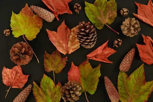Коллекция Красивых Цветных Осенних Листьев Сосновых Шишек Черном Фоне — стоковое фото