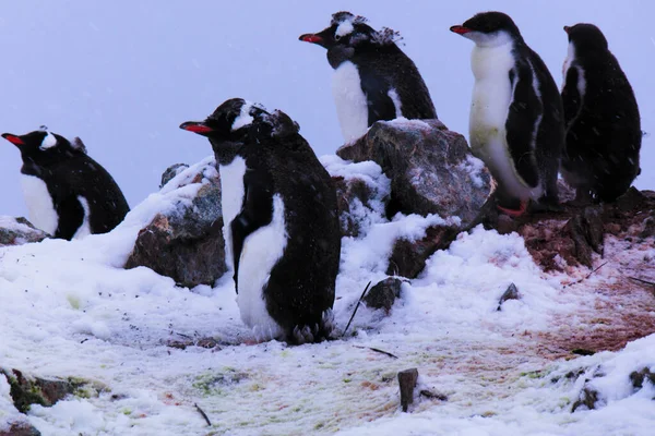 Tiro Pinguins Que Mudam Após Período Reprodução Pronto Para Voltar — Fotografia de Stock