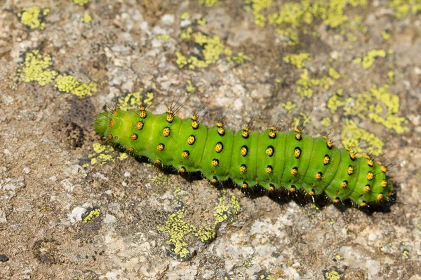 Macro Primer Plano Oruga Saturnia Pavonia También Conocida Como Polilla — Foto de Stock