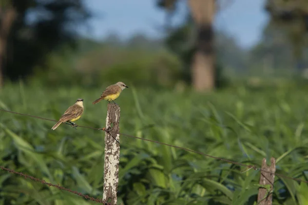 Uma Cena Vida Selvagem Aves Tiranas Gado Empoleiradas Uma Cerca — Fotografia de Stock