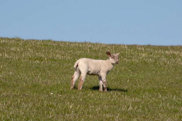 Egy Aranyos Bárány Zöld Mezőn Egy Napsütéses Napon — Stock Fotó