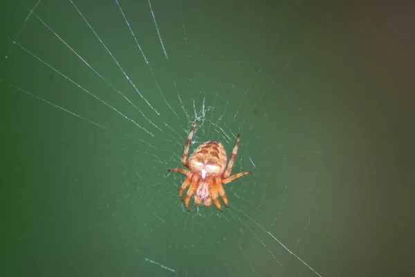 Örümcek Ağında Bir Örümceğin Makro Görüntüsü — Stok fotoğraf