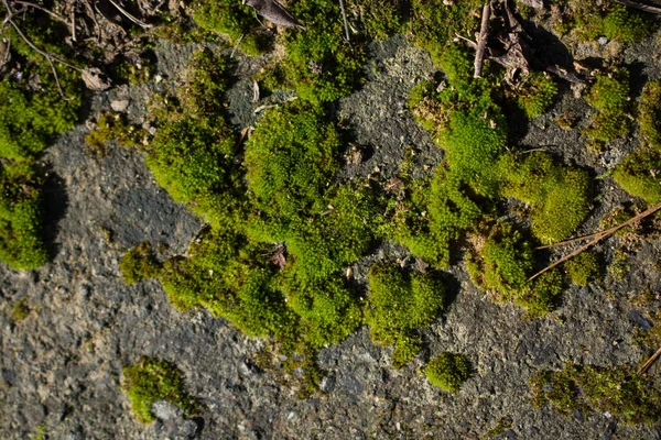 Närbild Fläckar Mossa Grå Sten Material — Stockfoto