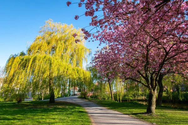 Emden Almanya Bir Parkta Mor Çiçekli Ağaçlar — Stok fotoğraf