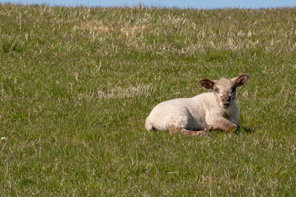 Nahaufnahme Eines Lammes Auf Einem Feld — Stockfoto
