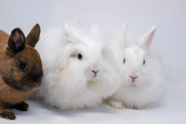 Μια Ομάδα Χαριτωμένων Κατοικίδιων Κουνελιών Που Απομονώνονται Λευκό Φόντο — Φωτογραφία Αρχείου