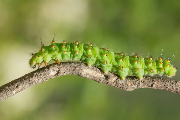 Een Macro Close Opname Van Rups Van Saturnia Pavonia Ook — Stockfoto