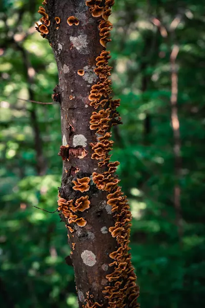 Egy Függőleges Lövés Vadon Termő Gombákból Egy Fán Erdőben — Stock Fotó