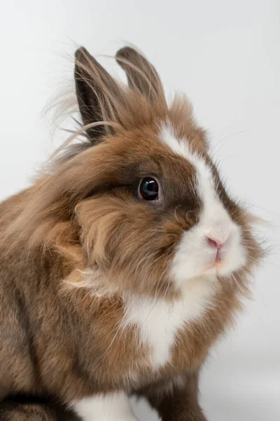 一只红白相间的兔子的垂直镜头 — 图库照片