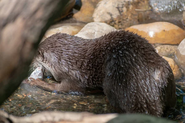 Primo Piano Lontra Nel Fiume Che Mangia Sua Preda — Foto Stock