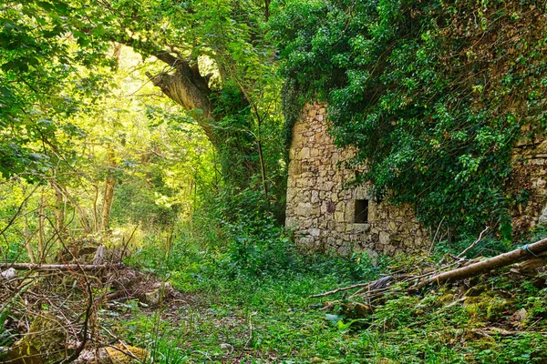 Gros Plan Une Maison Envahie Par Végétation Abandonnée — Photo