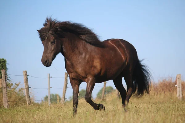 Gros Plan Beau Cheval Brun Sur Terrain — Photo