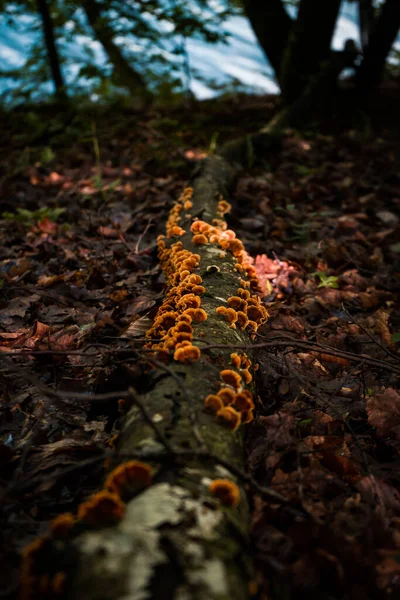 Tiro Vertical Cogumelos Selvagens Uma Árvore Caída — Fotografia de Stock