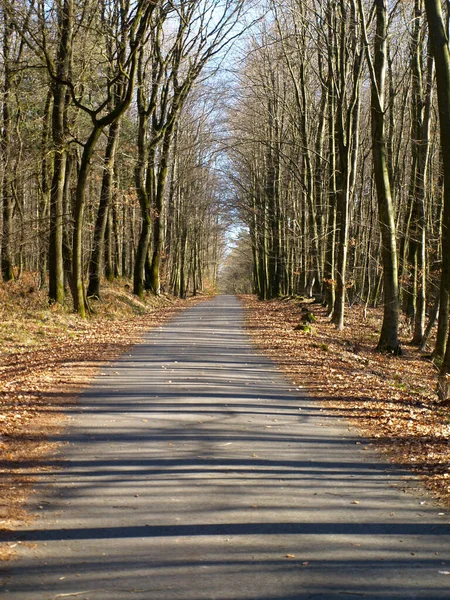 Ένα Κάθετο Πλάνο Ενός Άδειου Δρόμου Μέσα Από Ένα Δάσος — Φωτογραφία Αρχείου