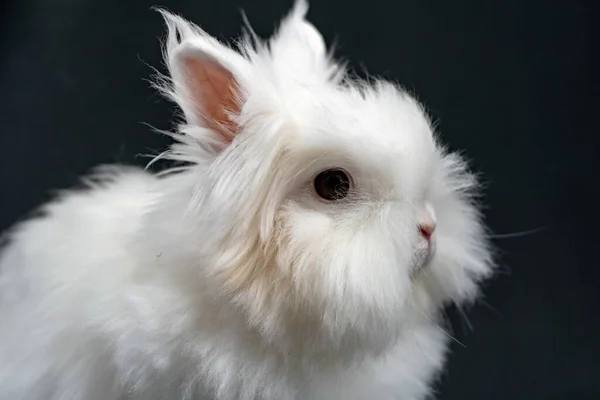 Крупним Планом Білий Кролик Темним Тлом — стокове фото