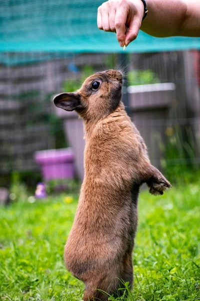 Une Mise Point Sélective Lapin Mignon — Photo