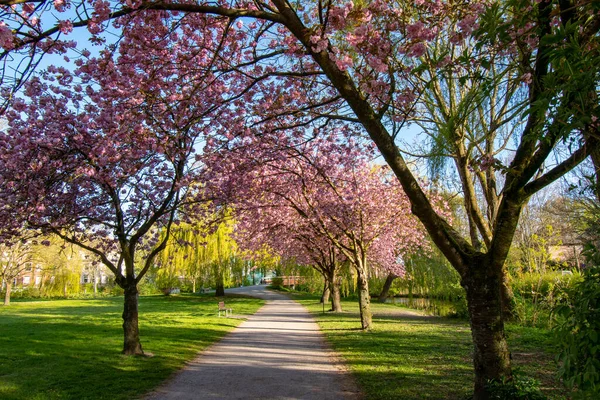 Winding Pathway Lined Beautiful Cherry Blossom Trees Fresh Green Lawn — Stock Photo, Image