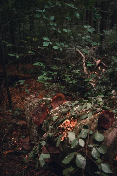 Farklı Ağaçlar Bitkilerle Dolu Karanlık Bir Ormanın Dikey Görüntüsü — Stok fotoğraf