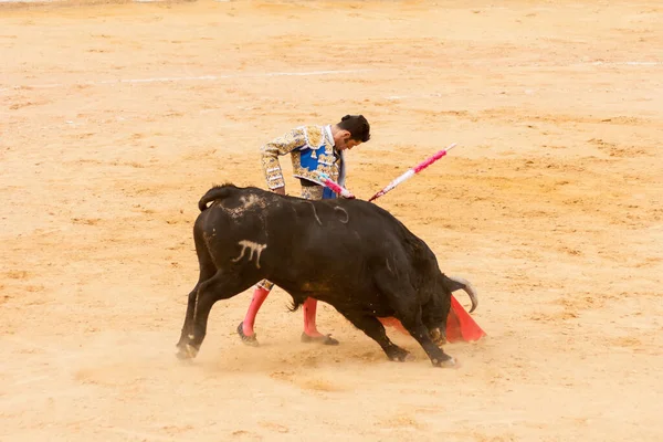 2014 Plasenc Spain Jun 2015 Bullfight Matador Alejandro Talavante Plaza — 스톡 사진