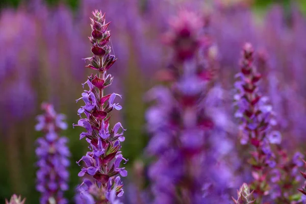 Une Mise Point Sélective Beau Champ Fleurs Lavande Printemps — Photo