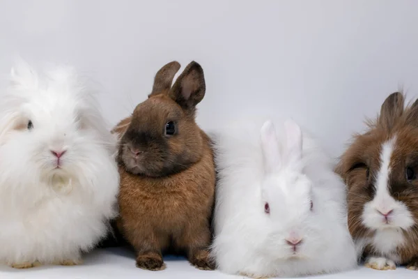 Yumuşak Kahverengi Beyaz Tavşanların Izole Edilmiş Yakın Çekimi — Stok fotoğraf