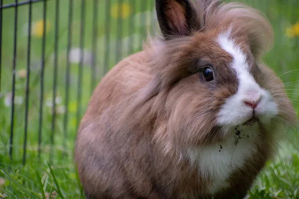 귀여운 토끼의 선택적 — 스톡 사진