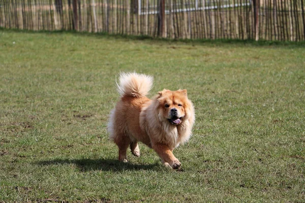 Ένα Αξιολάτρευτο Σκυλάκι Που Περπατάει Στο Πάρκο — Φωτογραφία Αρχείου