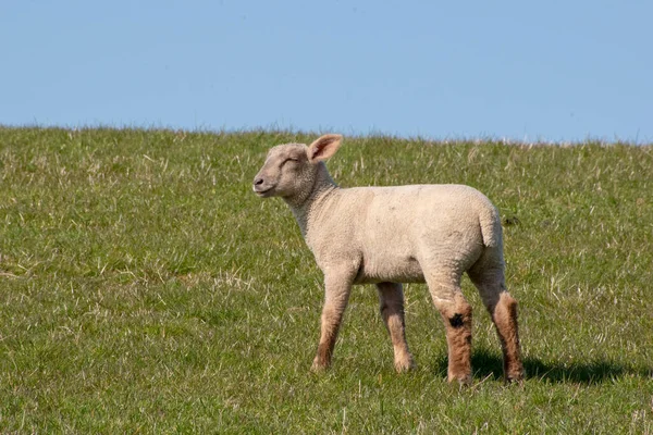 Bel Colpo Piccolo Agnellino Carino Con Una Faccia Sorridente Pascolo — Foto Stock